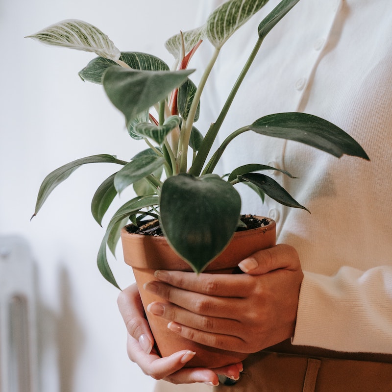 hands holding a plant