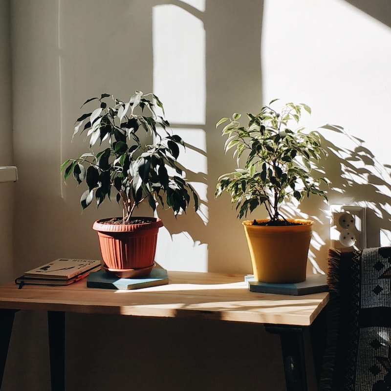 two plants in a sunlit room