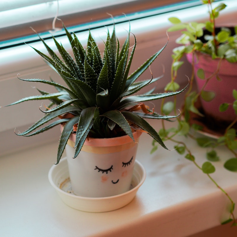 small aloe in a white planter