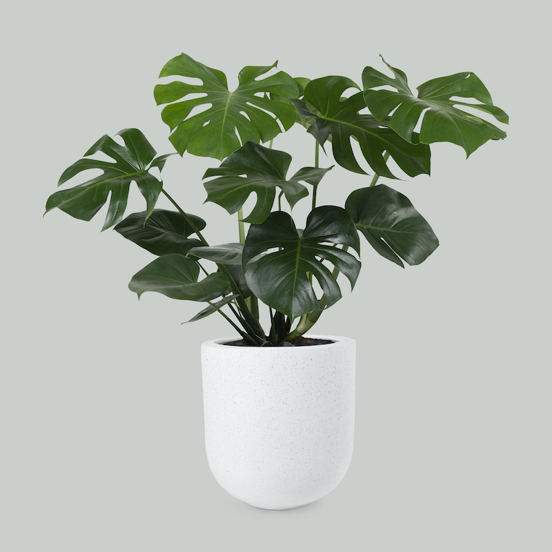 Monstera plant